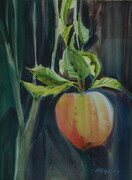 UBC Prize apple, Ft. Langley. -  11"x14"  watercolour on Arches paper